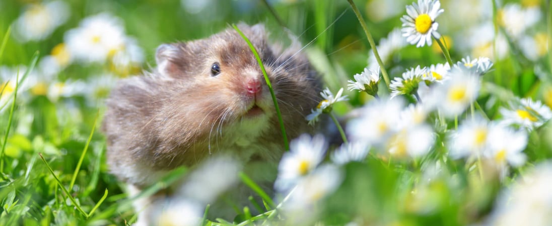 World Hamster Day