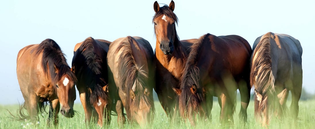 National Horse Protection Day