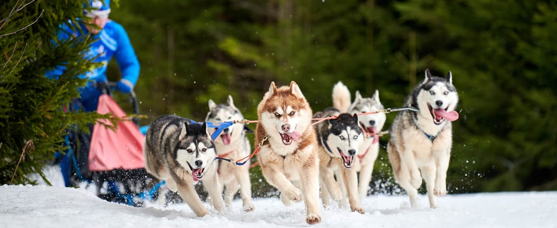 Iditarod Trail Sled Dog Race