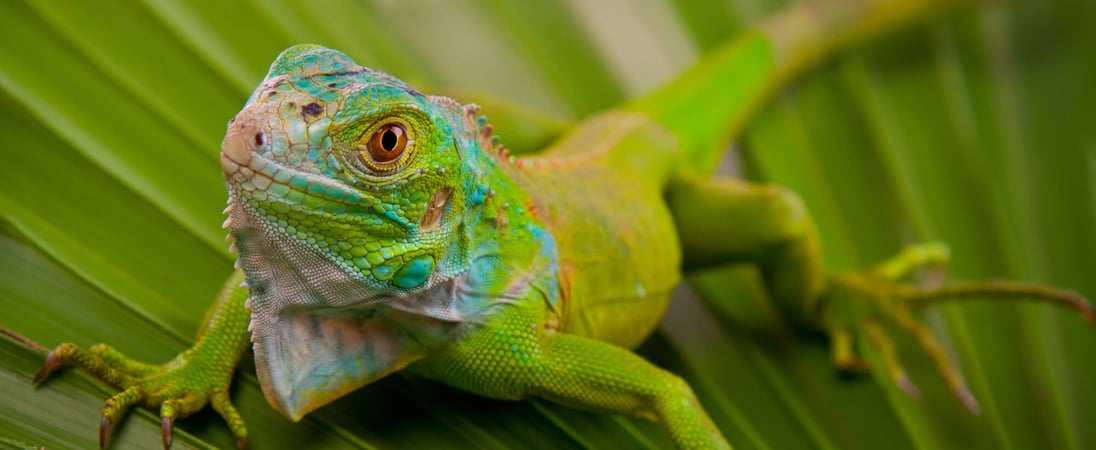 National Iguana Awareness Day