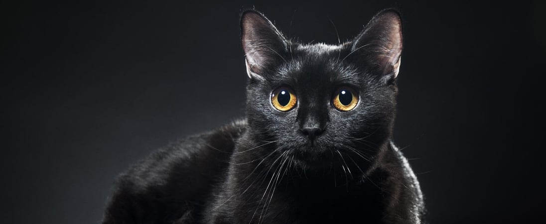 Black Cat Awareness Month