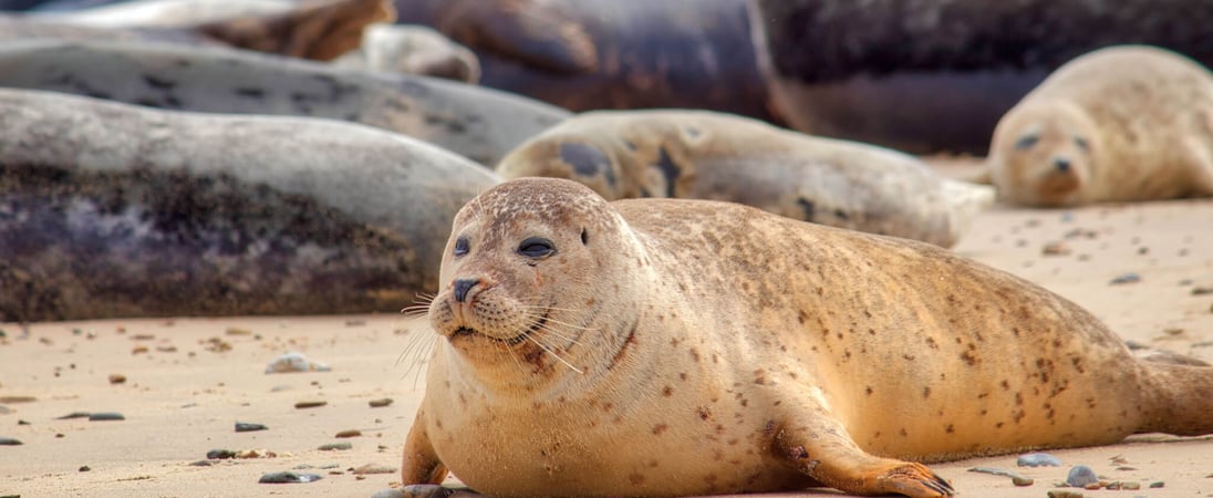 International Day of the Seal