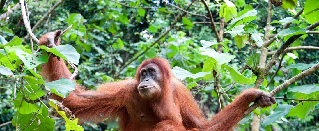 International Orangutan Day