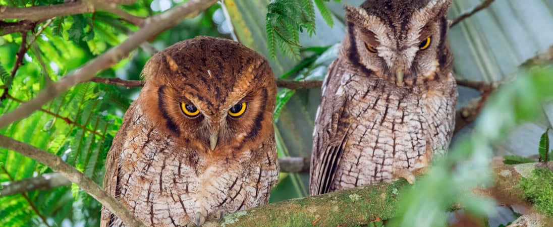 International Owl Awareness Day