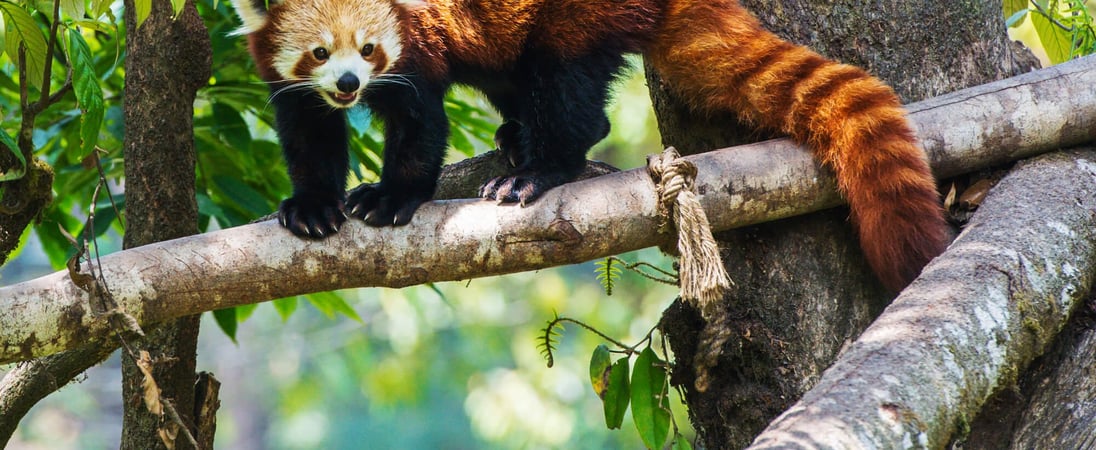 International Red Panda Day