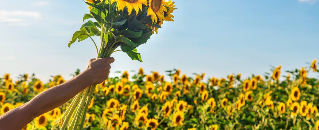 International Sunflower Guerrilla Gardening Day