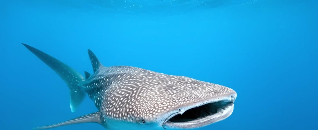 International Whale Shark Day