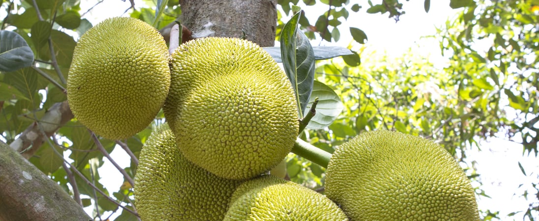 Jackfruit Day