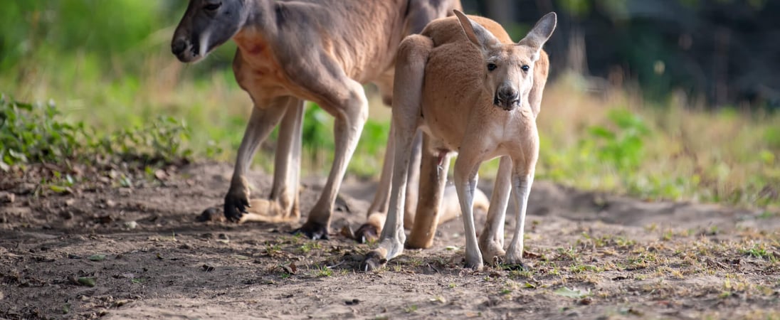 World Kangaroo Day