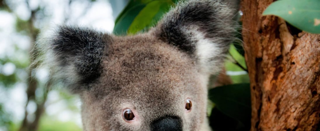 Save the Koala Day