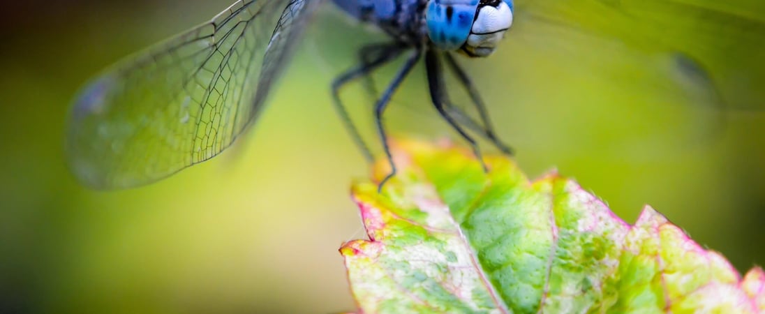 National Dragonfly Day