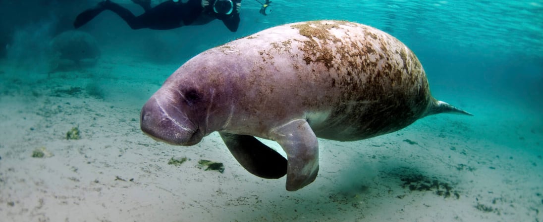 Manatee Appreciation Day