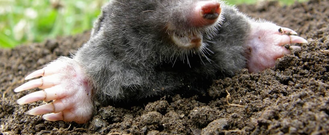 National Mole Day