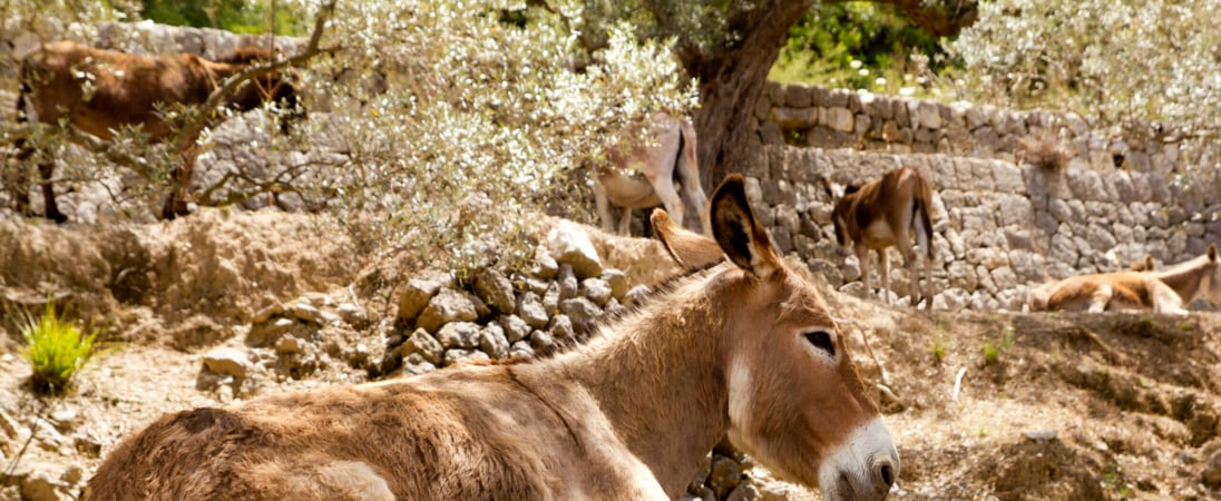 National Mule Day