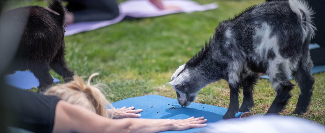 National Goat Yoga Month