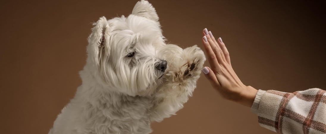 National If Pets Had Thumbs Day