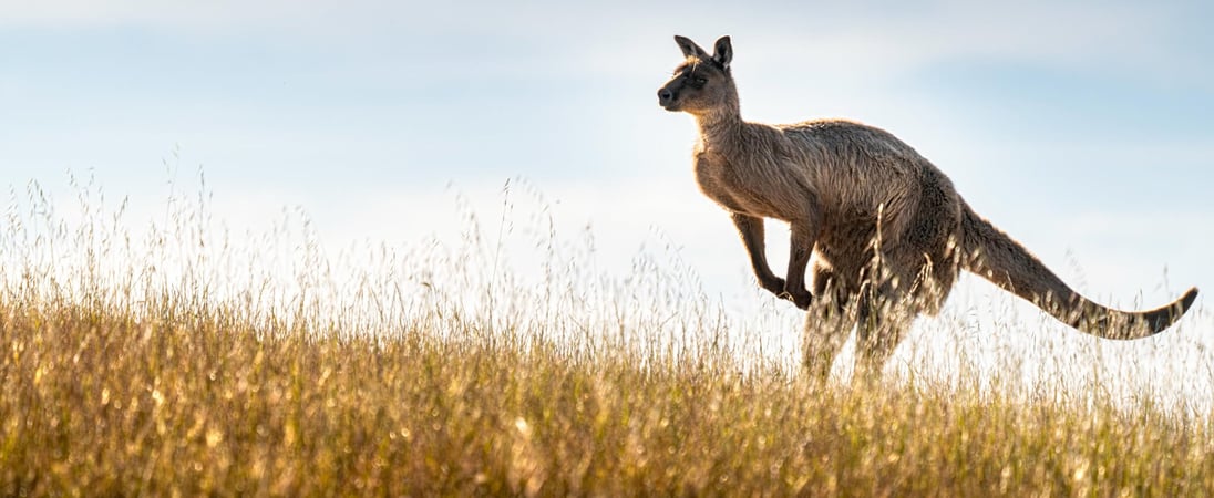 National Kangaroo Awareness Day