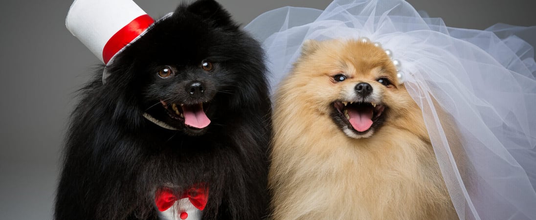 National Pet Wedding Week