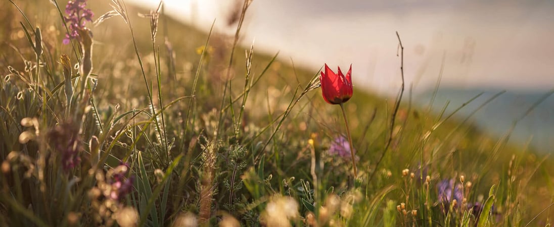 National Wildflower Week 