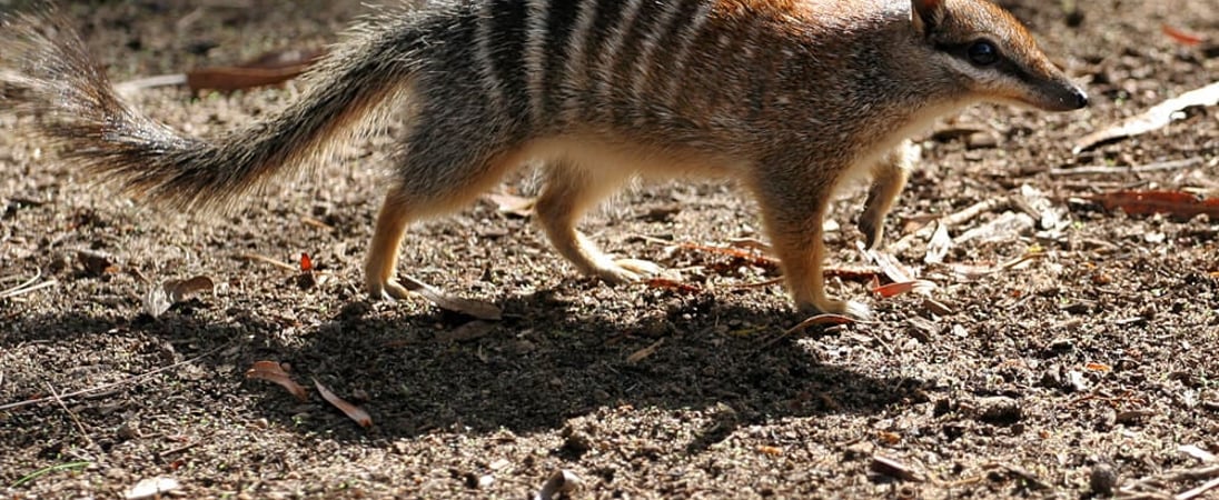 World Numbat Day