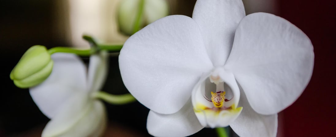 National Orchid Day