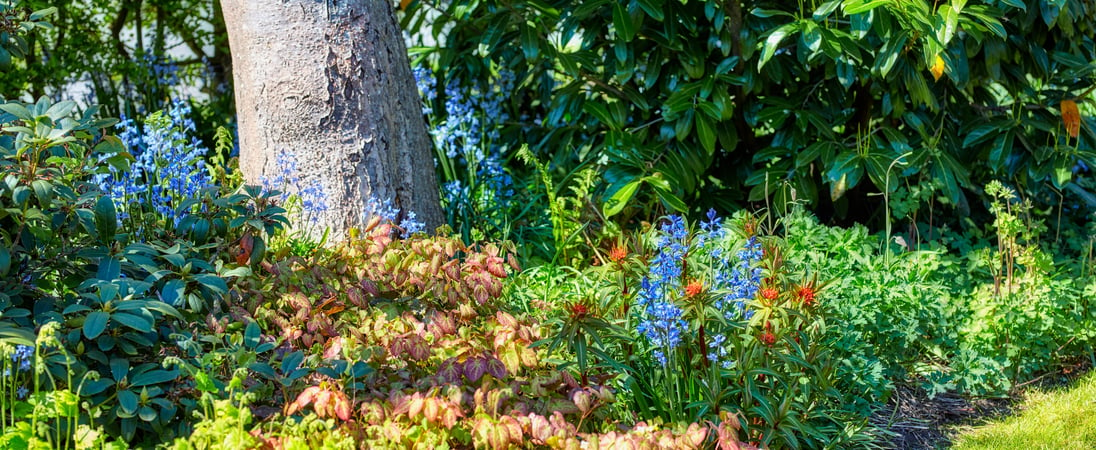 Perennial Gardening Month