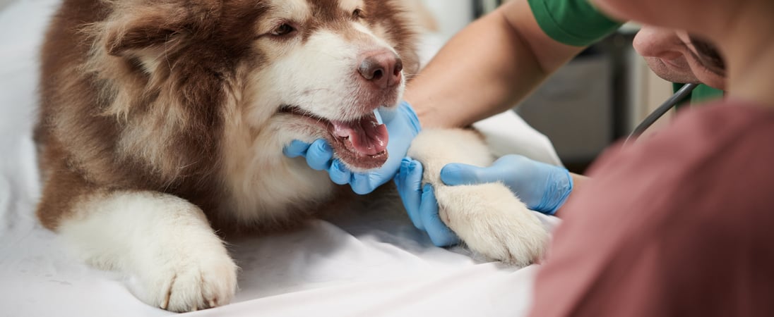 Pet Dental Health Month