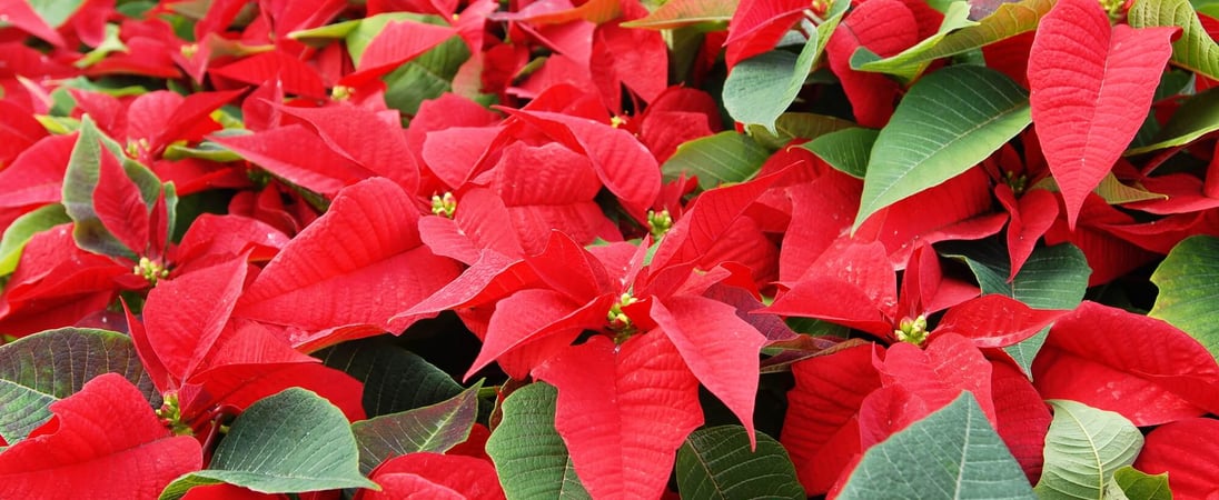 National Poinsettia Day