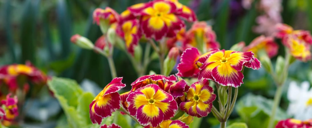 National Primrose Day