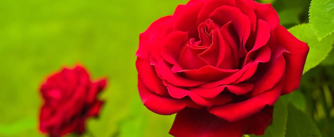 National Red Rose Day