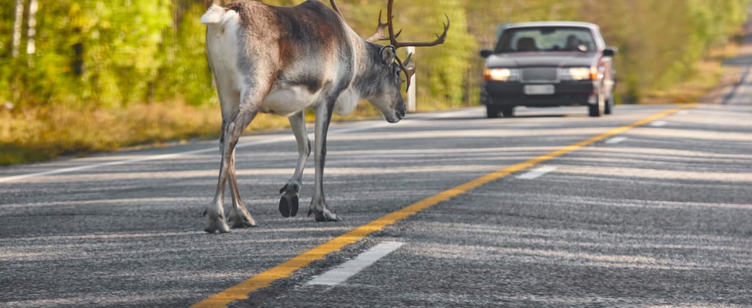 National Roadkill Day