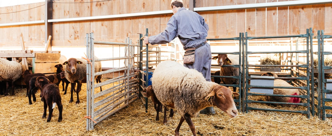 Royal Welsh Show