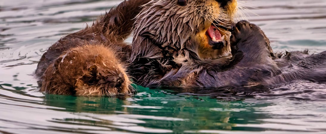 Sea Otter Awareness Week