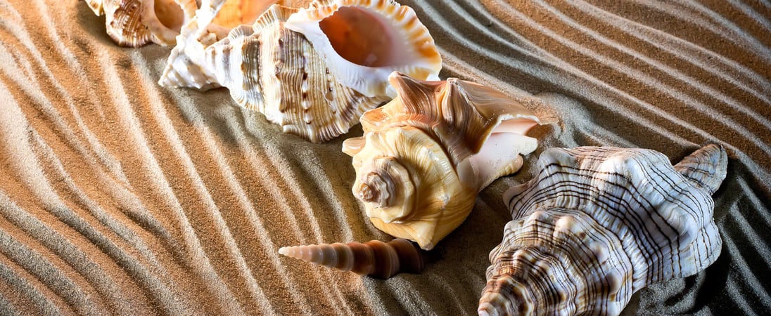 National Seashell Day