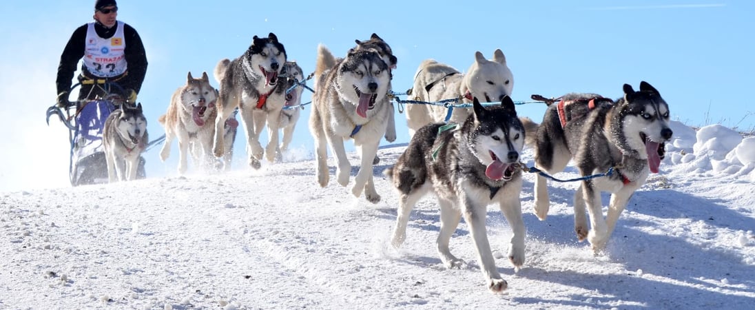 National Sled Dog Day