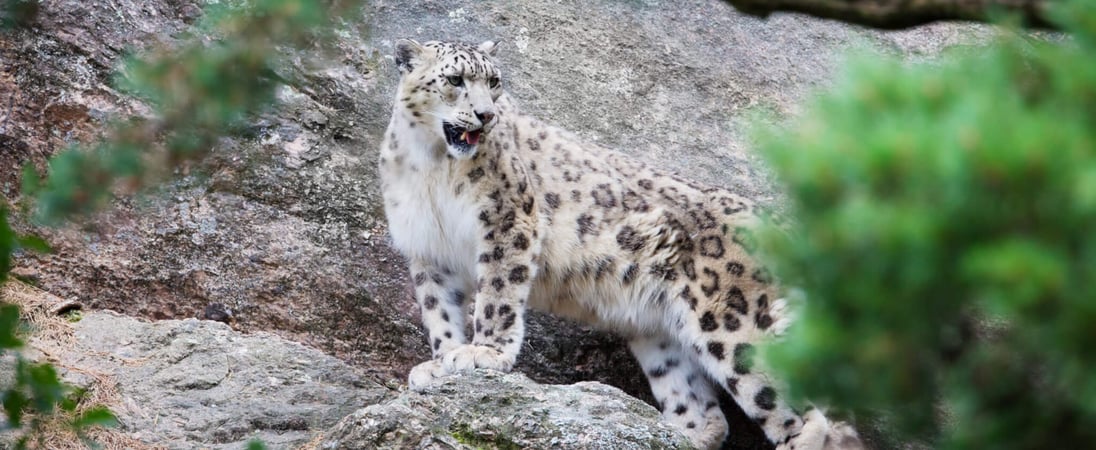 International Snow Leopard Day