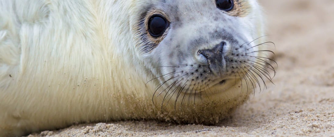 International Day of Action Against Canadian Seal Slaughter