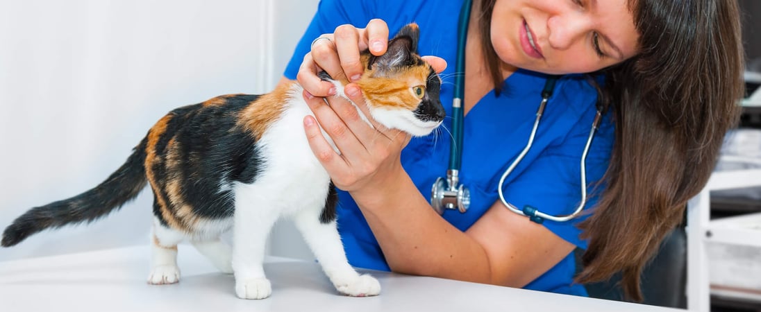 National Take Your Cat to the Vet Day