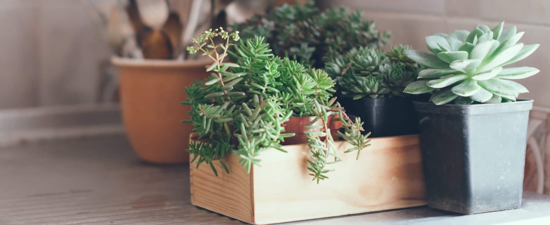 Take Your Houseplant For A Walk Day