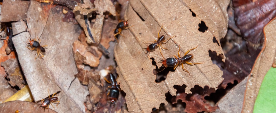 Termite Awareness Week