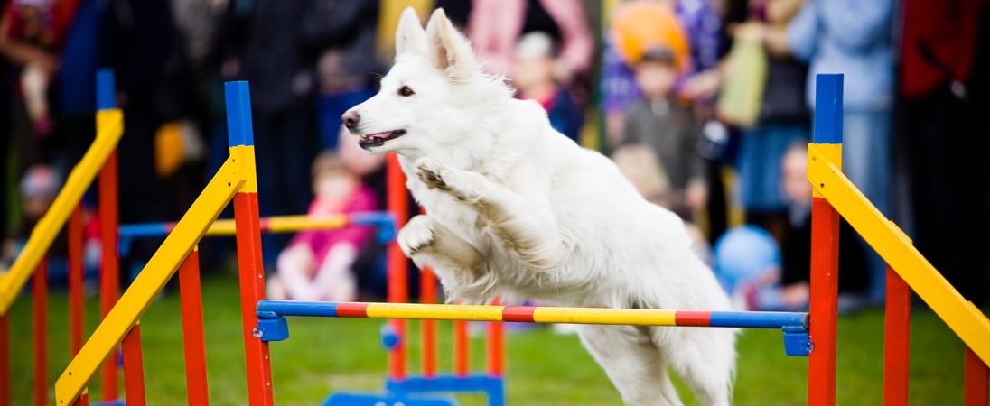 The National Dog Show