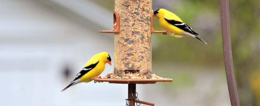 Feed the Birds Day