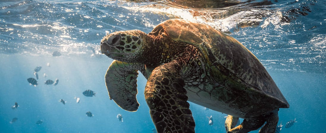 World Sea Turtle Day