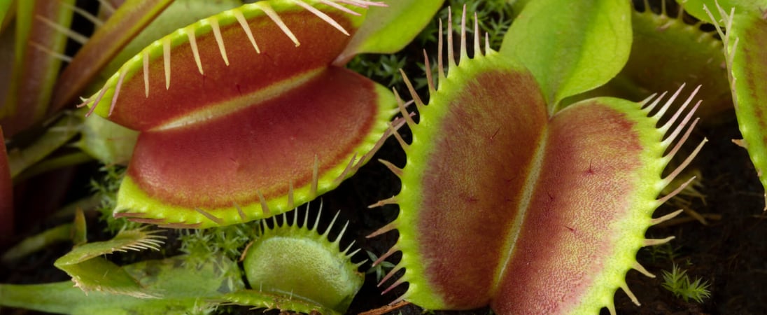 World Carnivorous Plant Day