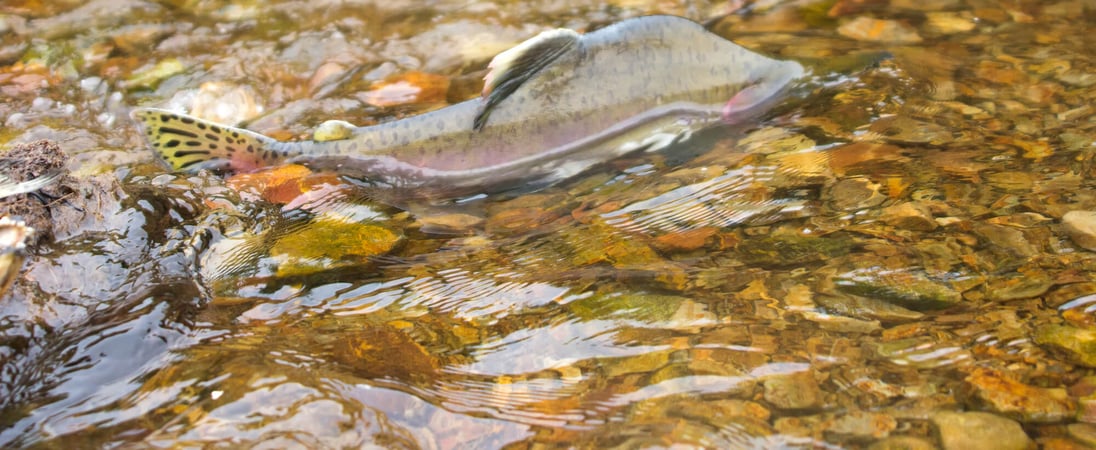 World Fish Migration Day