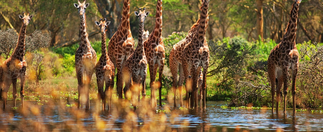 World Giraffe Day