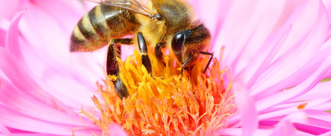 World Honey Bee Day