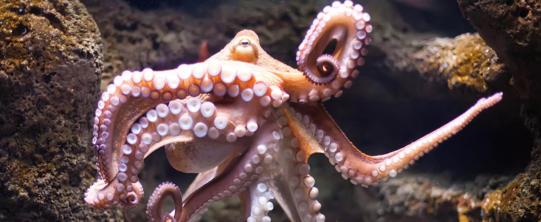 World Octopus Day