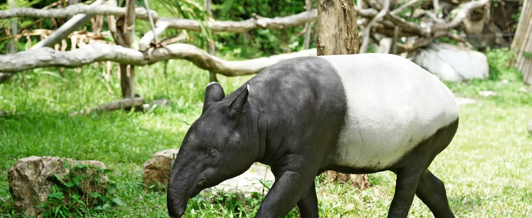 World Tapir Day