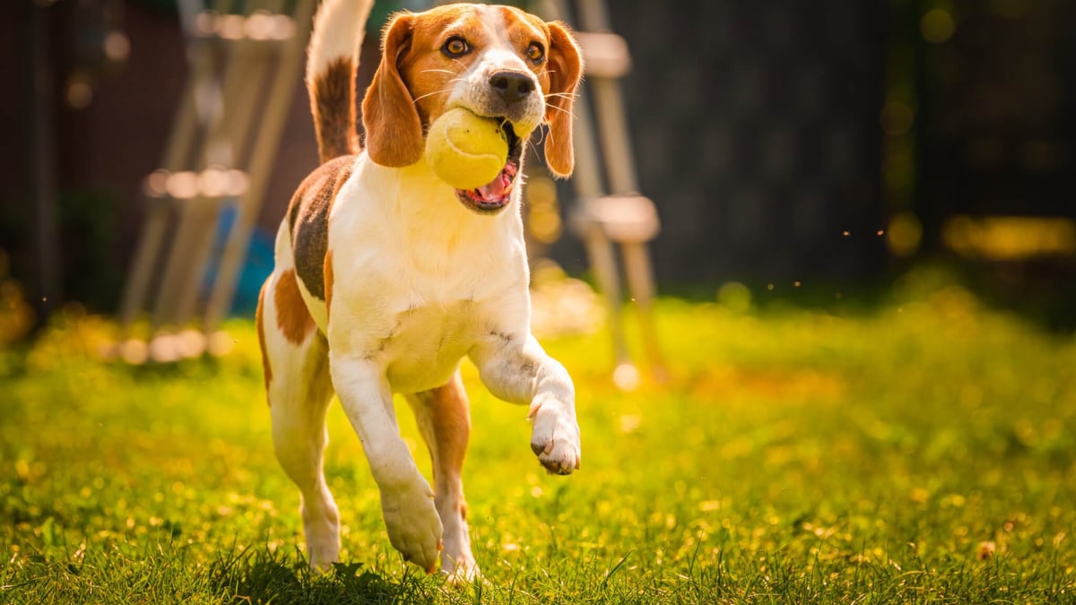 National Fetch Day (October 19th, 2024)